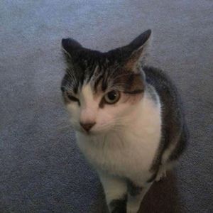 Meet your Posher, Cody